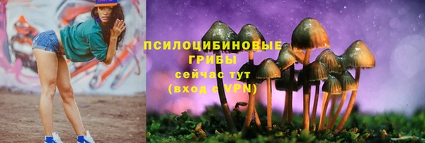 стаф Богданович